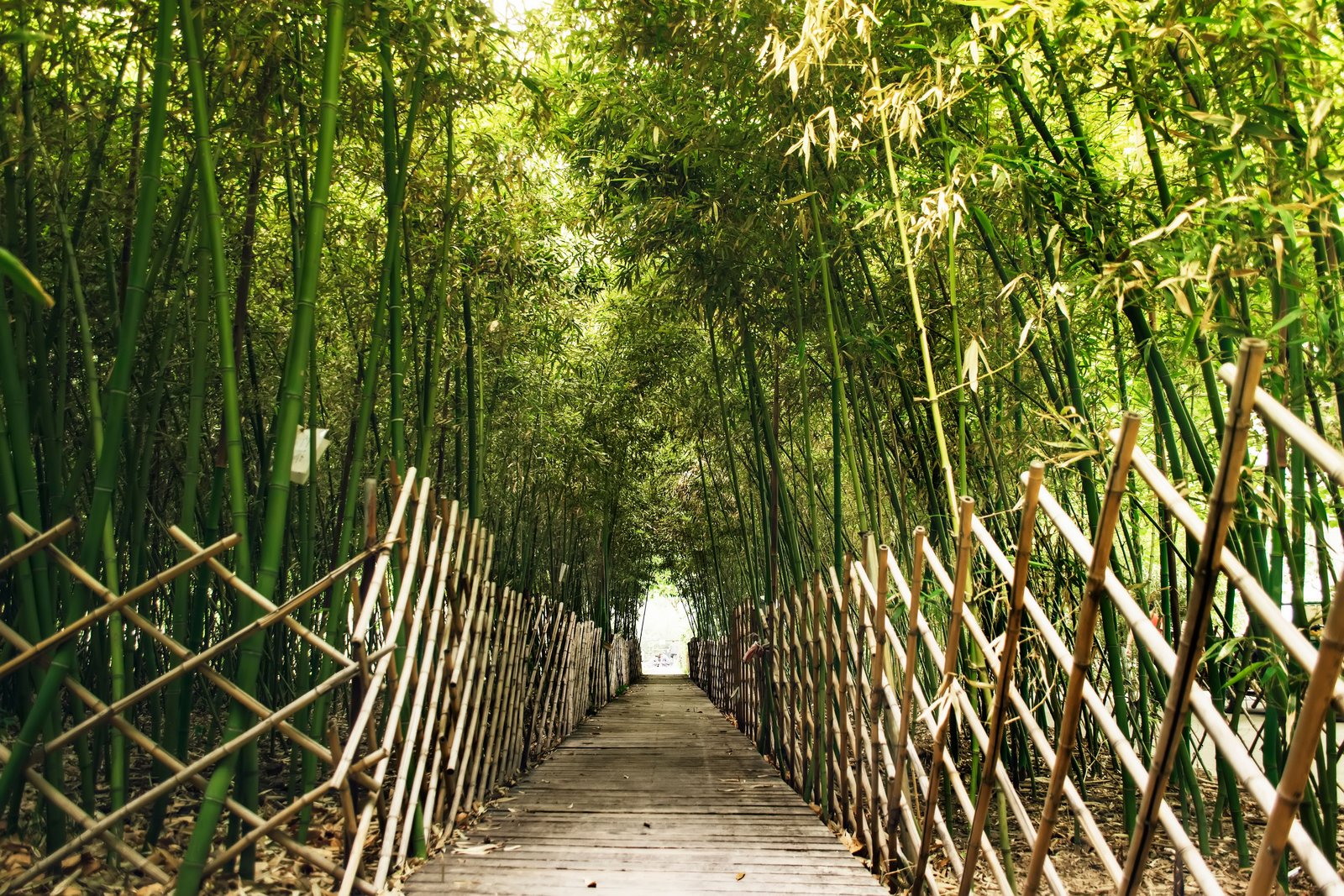 Bamboo Fencing